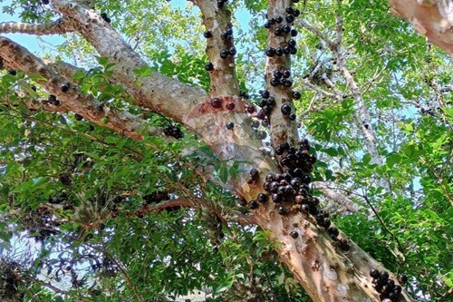 Slider Image Thumbnail