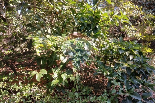 Slider Image Thumbnail