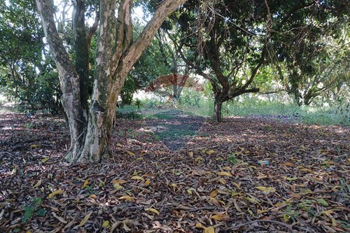 Venda-Terreno-Rua das Flamboyantes , 903  - próximo a igreja católica  - Portal de Pirapora , Salto de Pirapora , São Paulo , 18166562-631181028-66