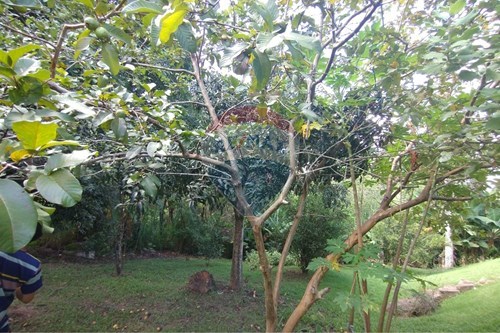 Slider Image Thumbnail