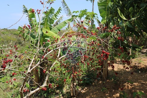 Slider Image Thumbnail