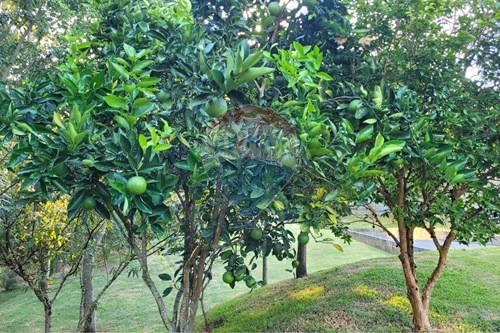 Slider Image Thumbnail