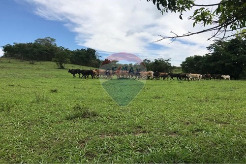 Venda-Chácara / Sítio / Fazenda-Fazenda com 83 Alqueires , 001  - Próximo a General Salgado  - Centro , General Salgado , São Paulo , 15300000-630541001-4