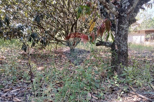 Slider Image Thumbnail