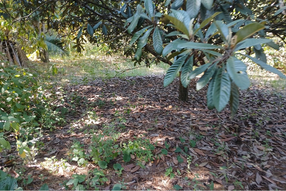 Terreno à venda, 1400m² - Foto 12