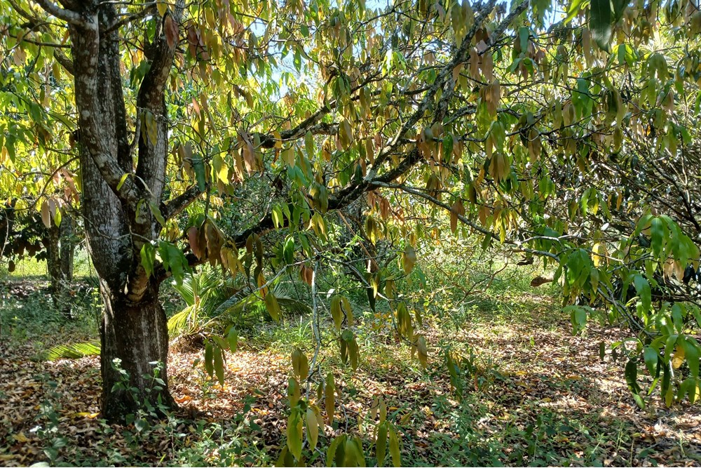 Terreno à venda, 1400m² - Foto 19