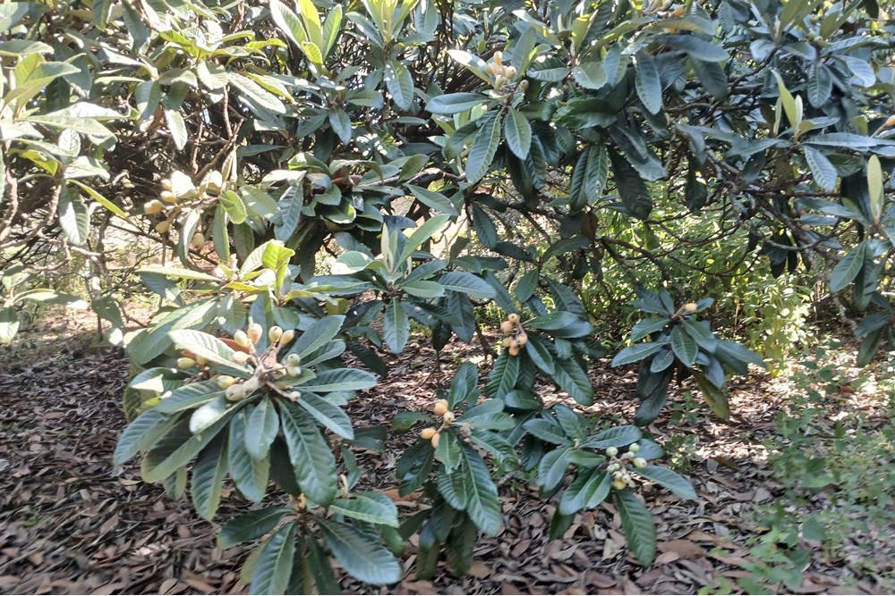 Terreno à venda, 1400m² - Foto 17