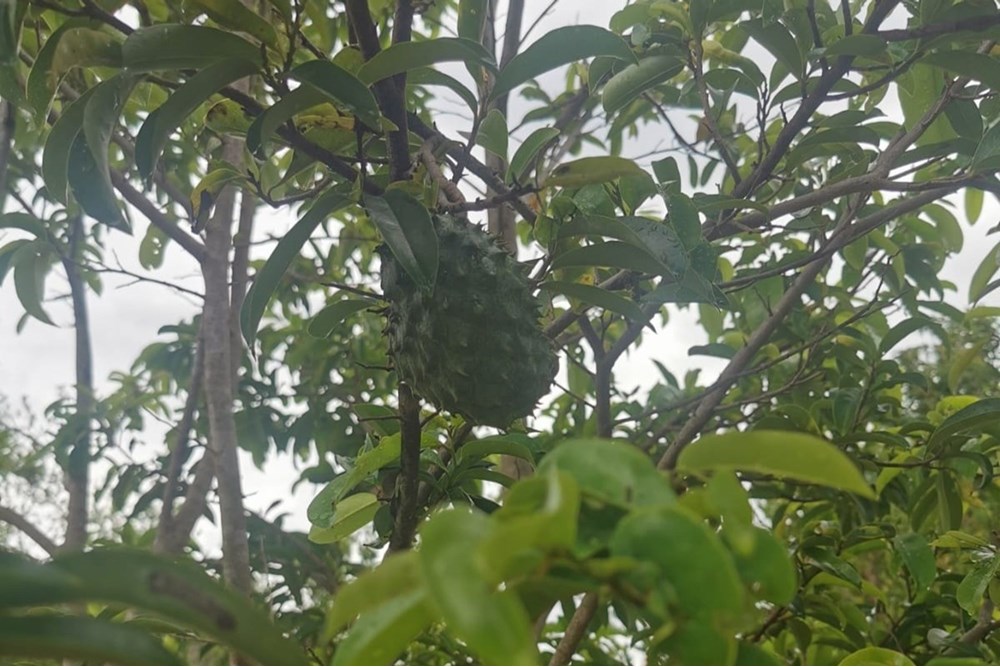 Fazenda à venda com 1 quarto, 35m² - Foto 20