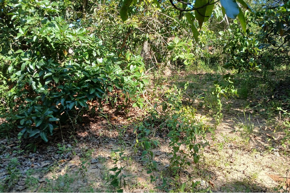 Terreno à venda, 1400m² - Foto 4