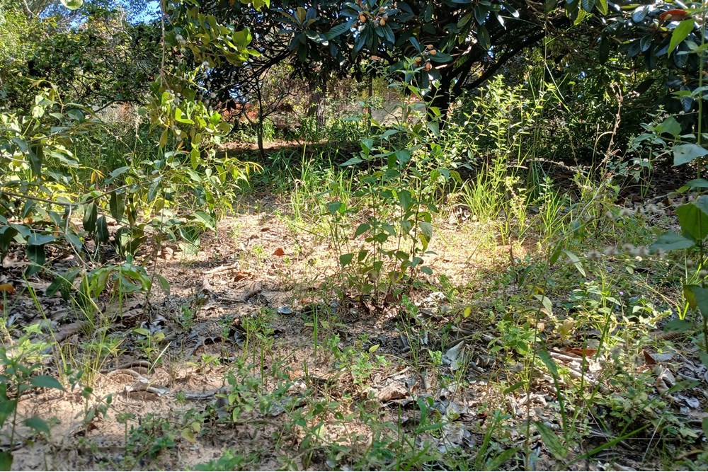 Terreno à venda, 1400m² - Foto 7