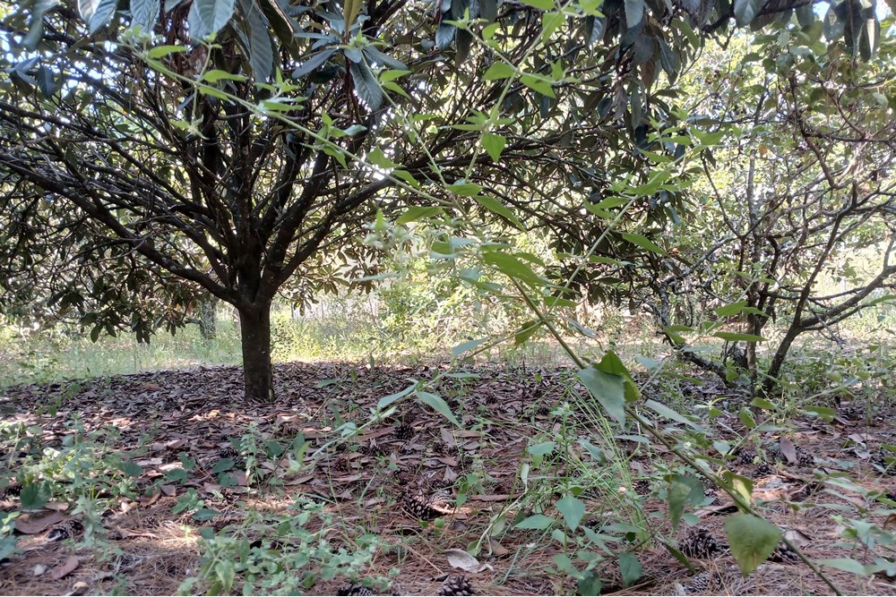Terreno à venda, 1400m² - Foto 11