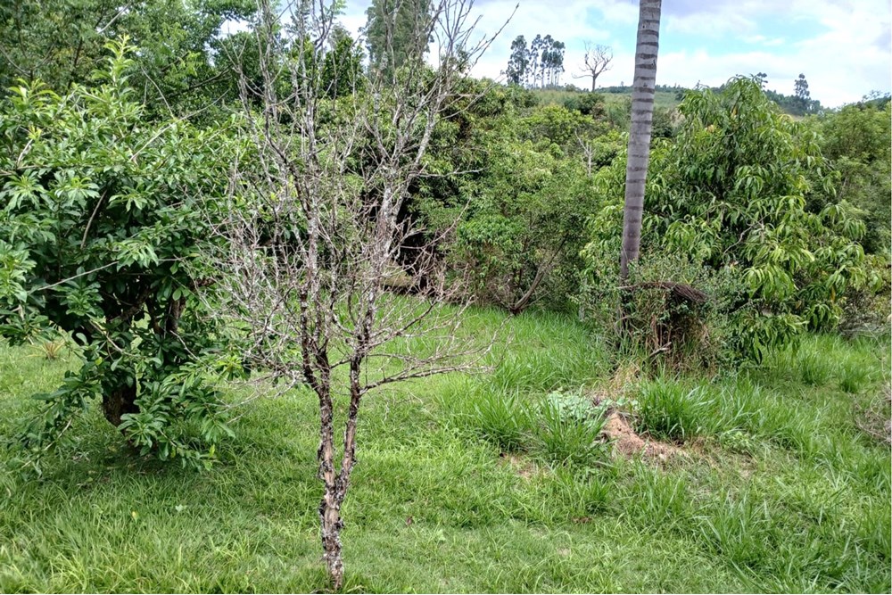 Terreno à venda, 1518m² - Foto 18