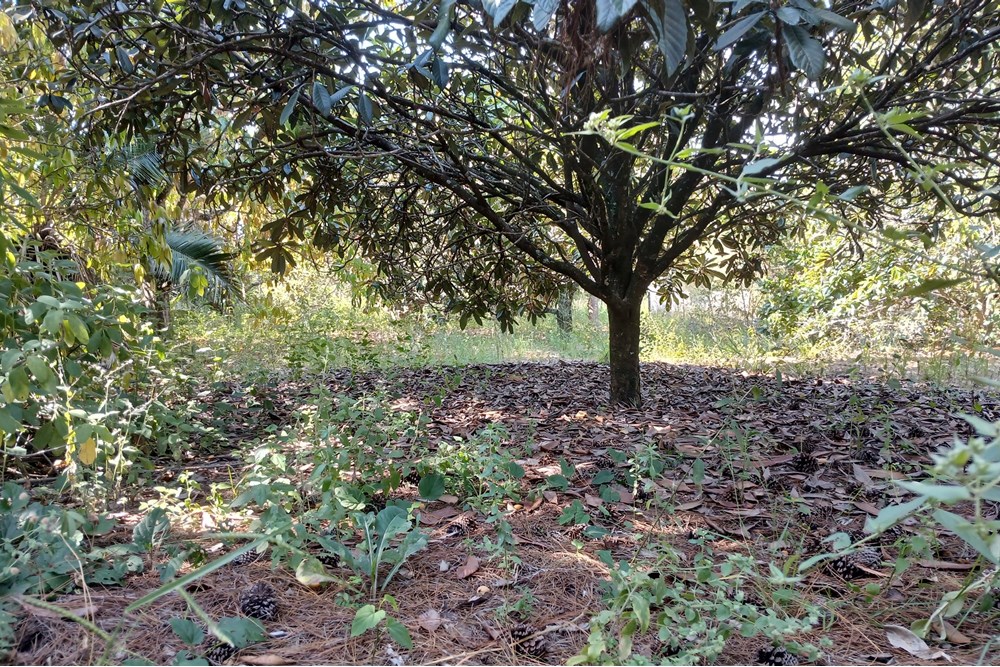Terreno à venda, 1400m² - Foto 9