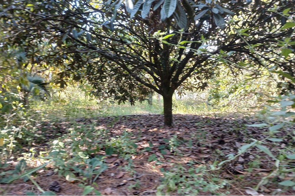 Terreno à venda, 1400m² - Foto 10