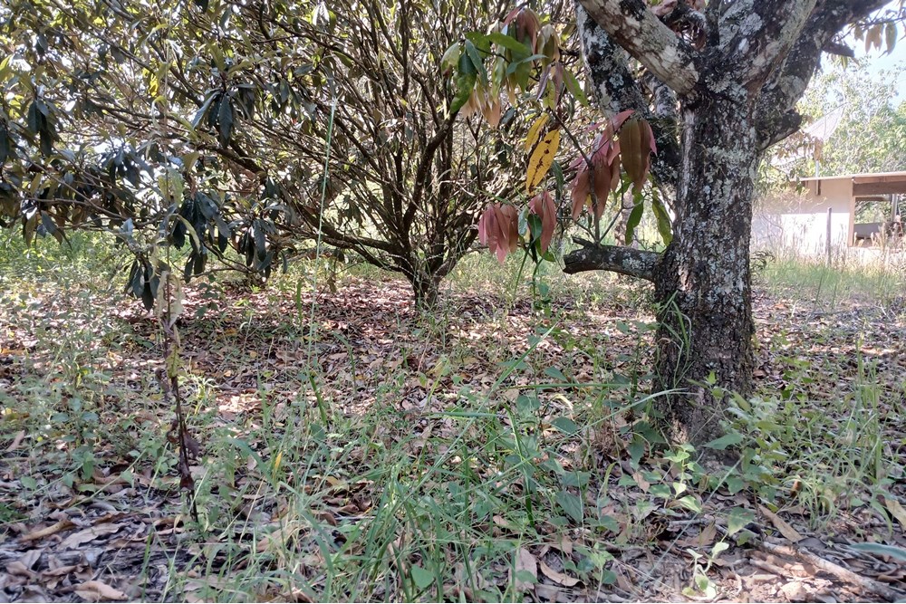 Terreno à venda, 1400m² - Foto 3