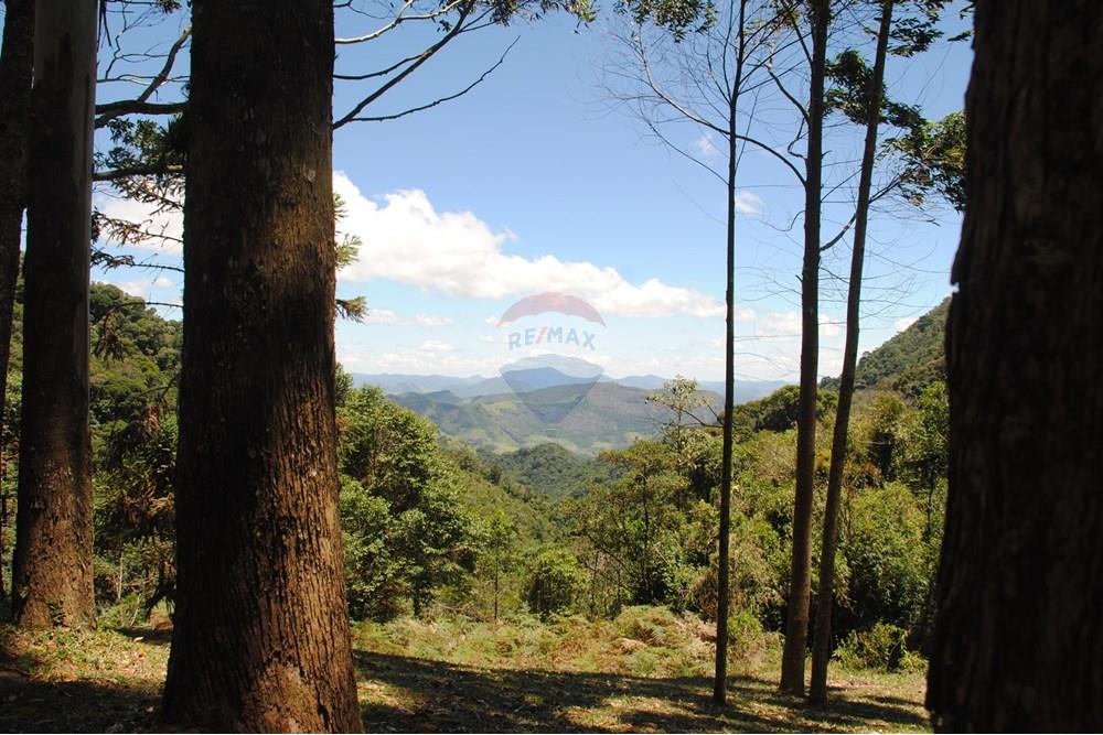 Casa de Campo - Venda - Nova Friburgo , Rio de Janeiro - 32 eucalipto.JPG - 630551024-90