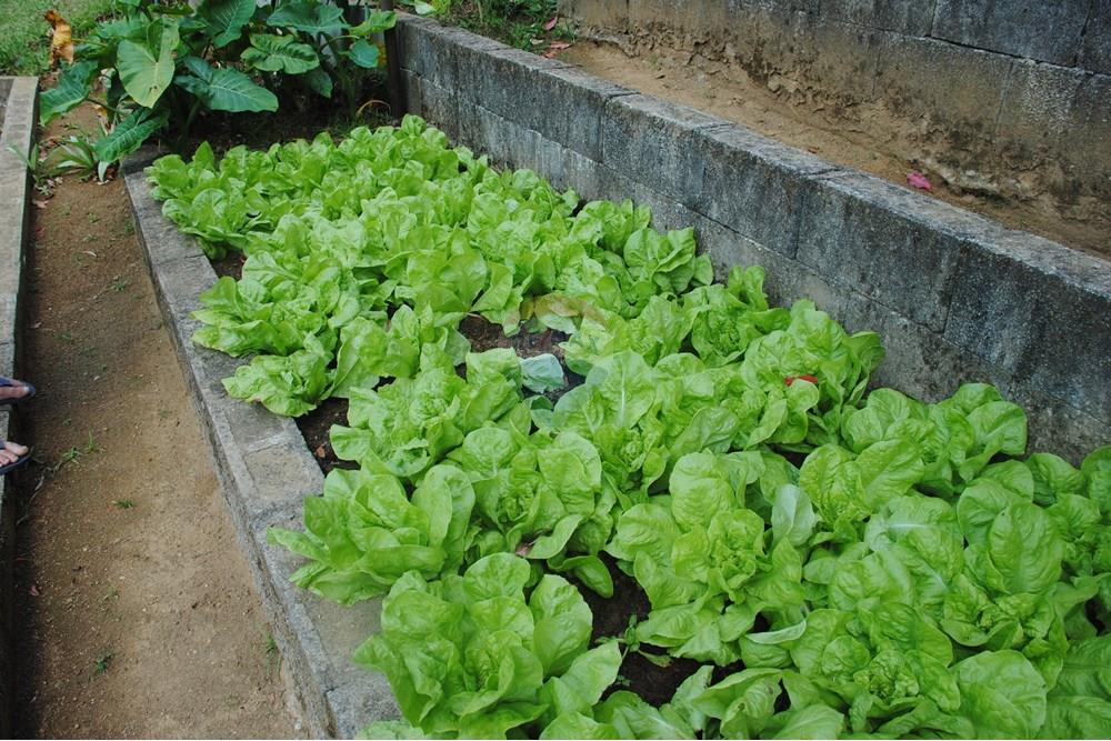 Casa de Campo - Venda - Nova Friburgo , Rio de Janeiro - 24 horta.jpg - 630551024-90