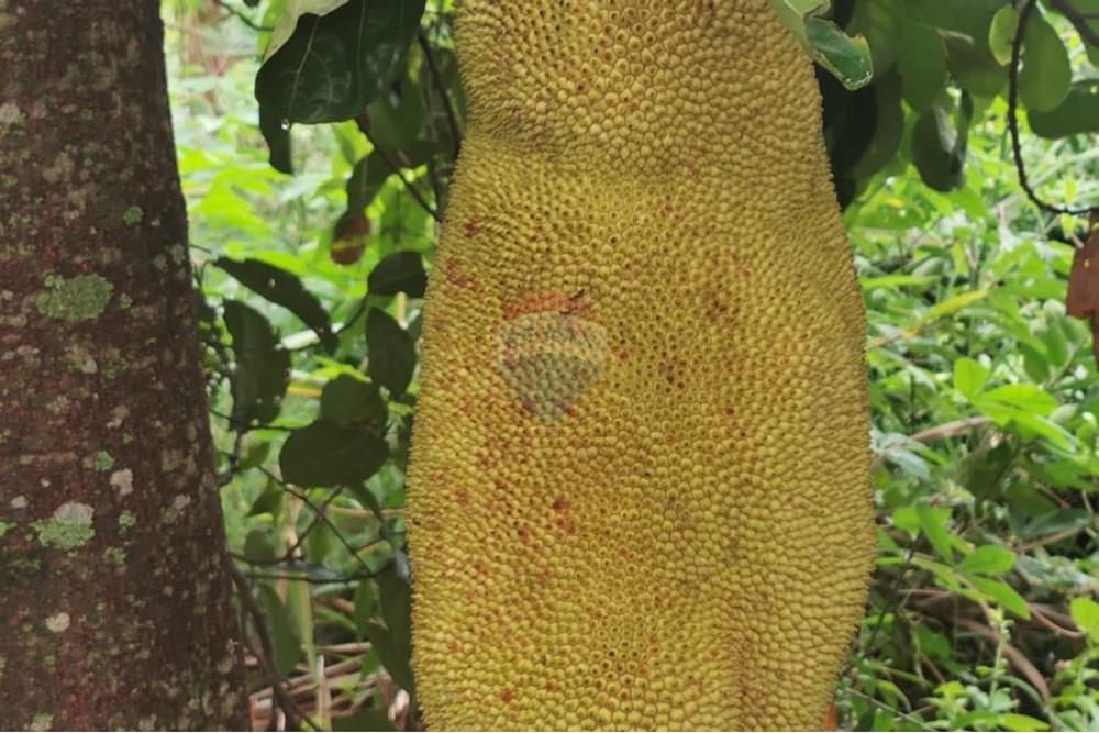 Terreno - Venda - Salto de Pirapora , São Paulo - Imagem do WhatsApp de 2024-12-20 à(s) 16.34.10_00418cd3.jpg - 631181026-59