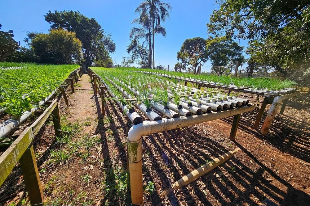 Fazenda - Venda - Botucatu , São Paulo - IMG-20250717-WA0060.jpg - 630111096-7