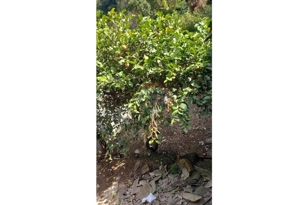 Casa - Venda - Mairinque , São Paulo - WhatsApp Image 2025-07-20 at 20.22.31 (1).jpeg - 631601016-6