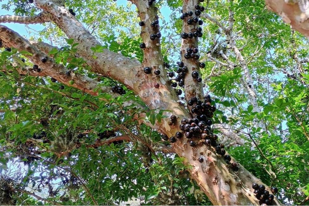 Chácara / Sítio / Fazenda - Venda - Engenheiro Paulo de Frontin , Rio de Janeiro - WhatsApp Image 2025-11-10 at 09.02.03b.jpeg - 631411001-103