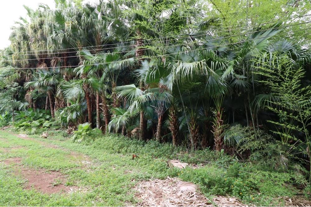 Chácara / Sítio / Fazenda - Venda - Atibaia , São Paulo - IMG_2599 (Custom).JPG - 631361005-173