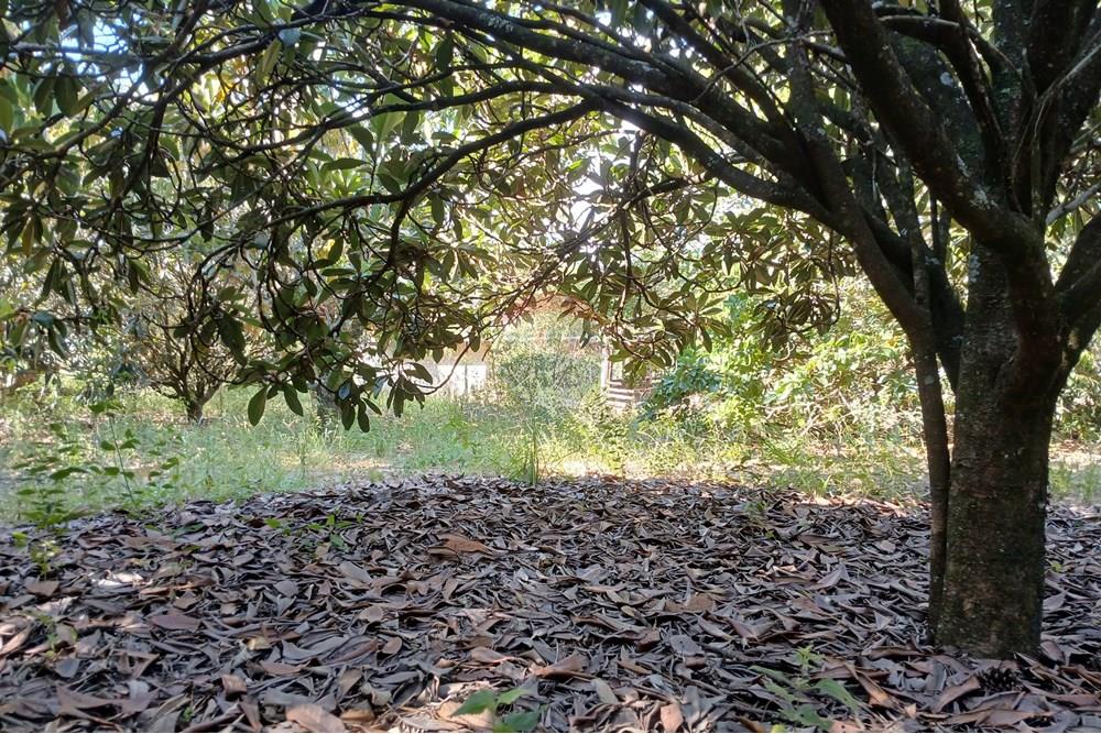 Terreno - Venda - Salto de Pirapora , São Paulo - 20250306_152100.jpg - 631181028-68