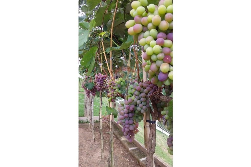 Chácara / Sítio / Fazenda - Venda - Mairinque , São Paulo - WhatsApp Image 2026-02-02 at 13.57.16 (12).jpeg - 631601016-49