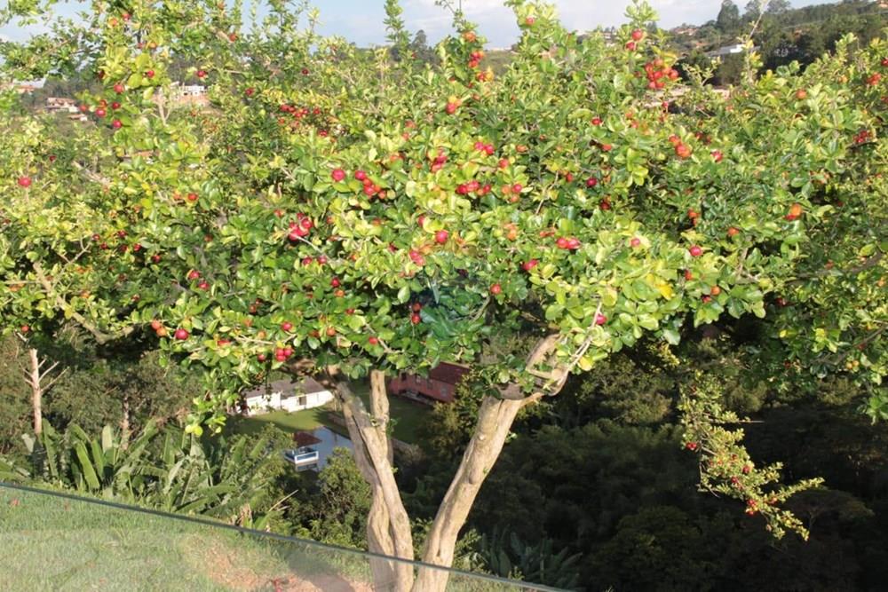 Chácara / Sítio / Fazenda - Venda - Mairinque , São Paulo - WhatsApp Image 2026-02-02 at 13.57.16 (14).jpeg - 631601016-49