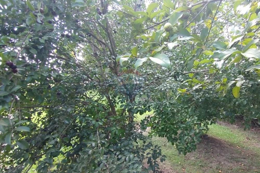 Casa - Venda - São José dos Campos , São Paulo - quintal.jpeg - 631431013-53