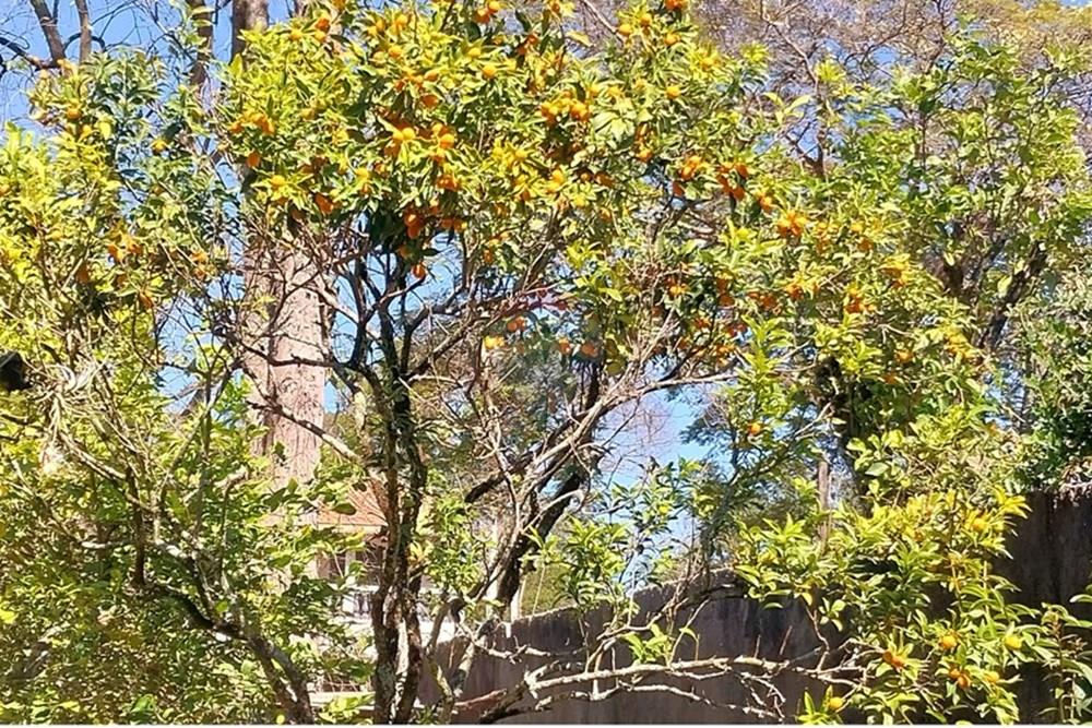 Terreno - Venda - São José dos Campos , São Paulo - 20250801_113538.jpg - 631501022-8