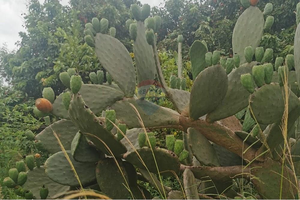 Terreno - Venda - Salto de Pirapora , São Paulo - Imagem do WhatsApp de 2024-12-20 à(s) 16.33.12_df809efb.jpg - 631181026-59