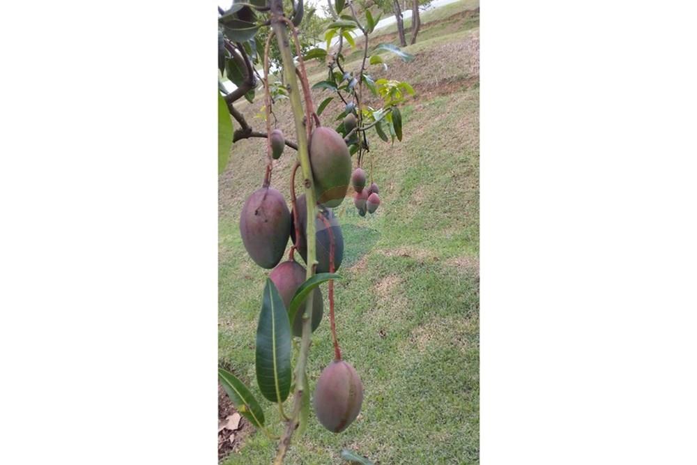 Chácara / Sítio / Fazenda - Venda - Mairinque , São Paulo - WhatsApp Image 2026-02-02 at 13.57.16 (13).jpeg - 631601016-49