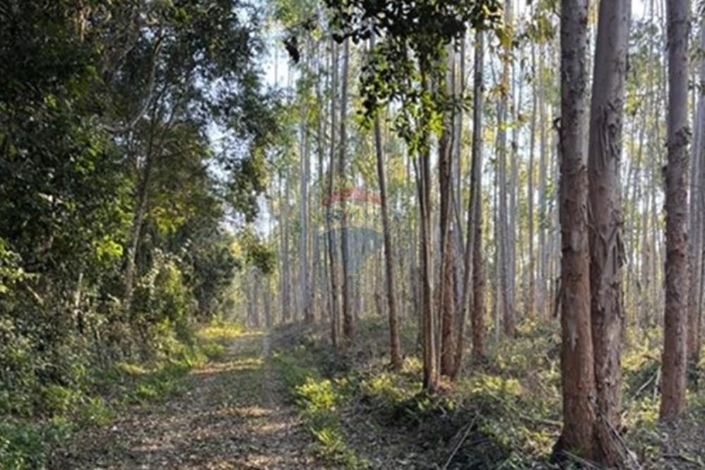 Chácara / Sítio / Fazenda - Venda - Ribeirão Branco , São Paulo - WhatsApp Image 2025-07-24 at 12.37.44.jpeg - 630541038-45