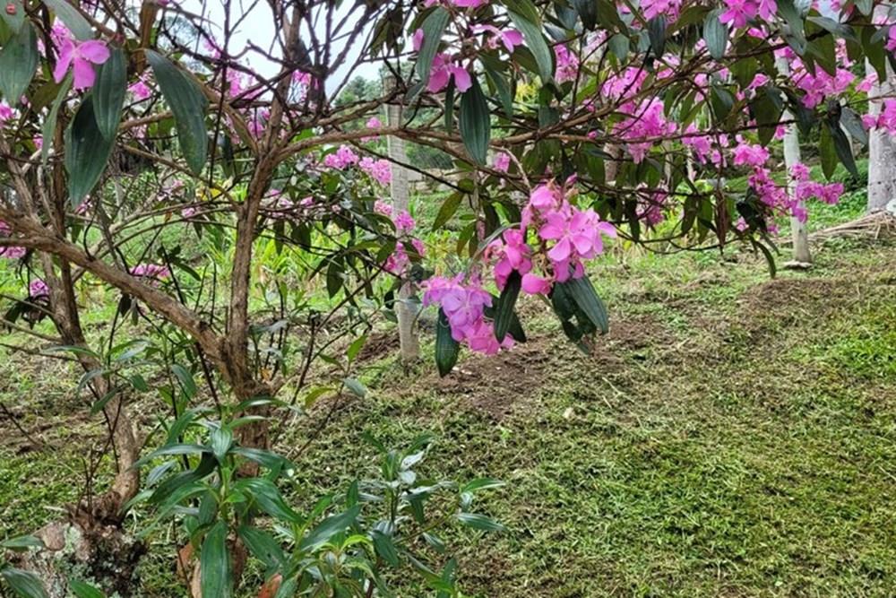 Terreno - Venda - Teresópolis , Rio de Janeiro - WhatsApp Image 2026-03-11 at 07.51.22.jpeg - 630191030-40