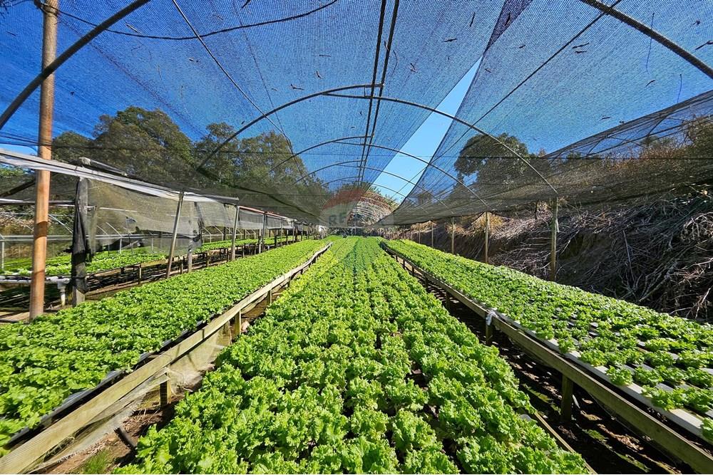 Fazenda - Venda - Botucatu , São Paulo - IMG-20250717-WA0049.jpg - 630111096-7