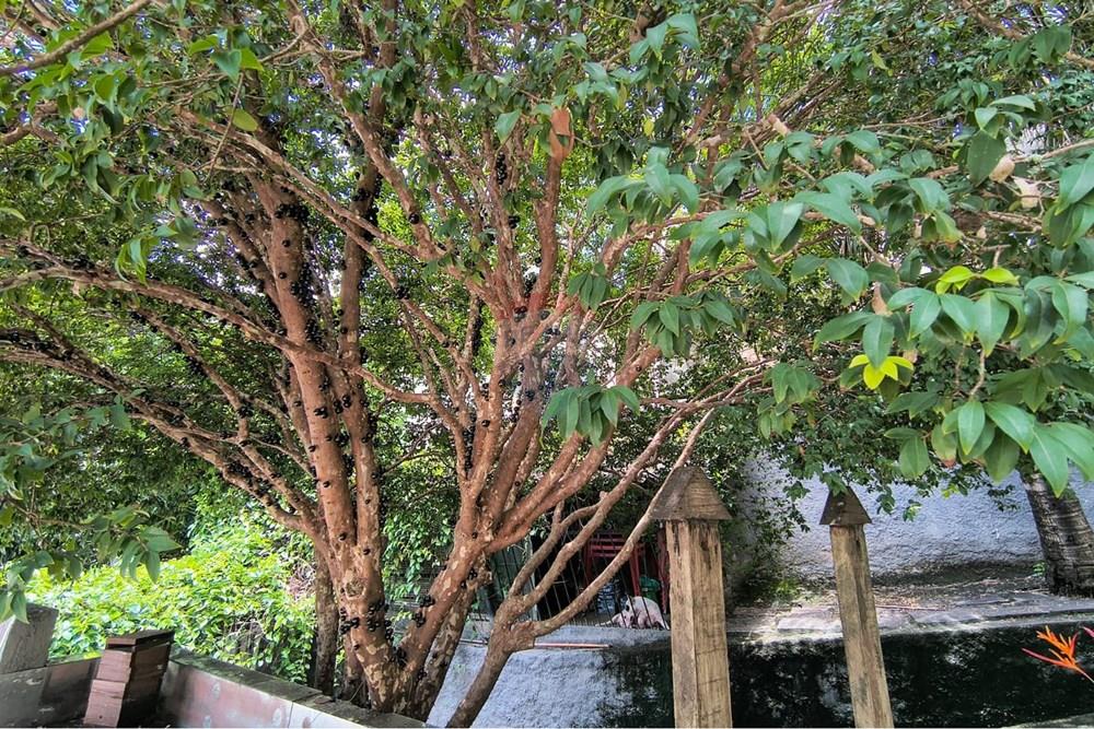 Casa - Venda - Niterói , Rio de Janeiro - e9844baa-bdb8-441a-a02a-65cace882783.jpeg - 630121040-41