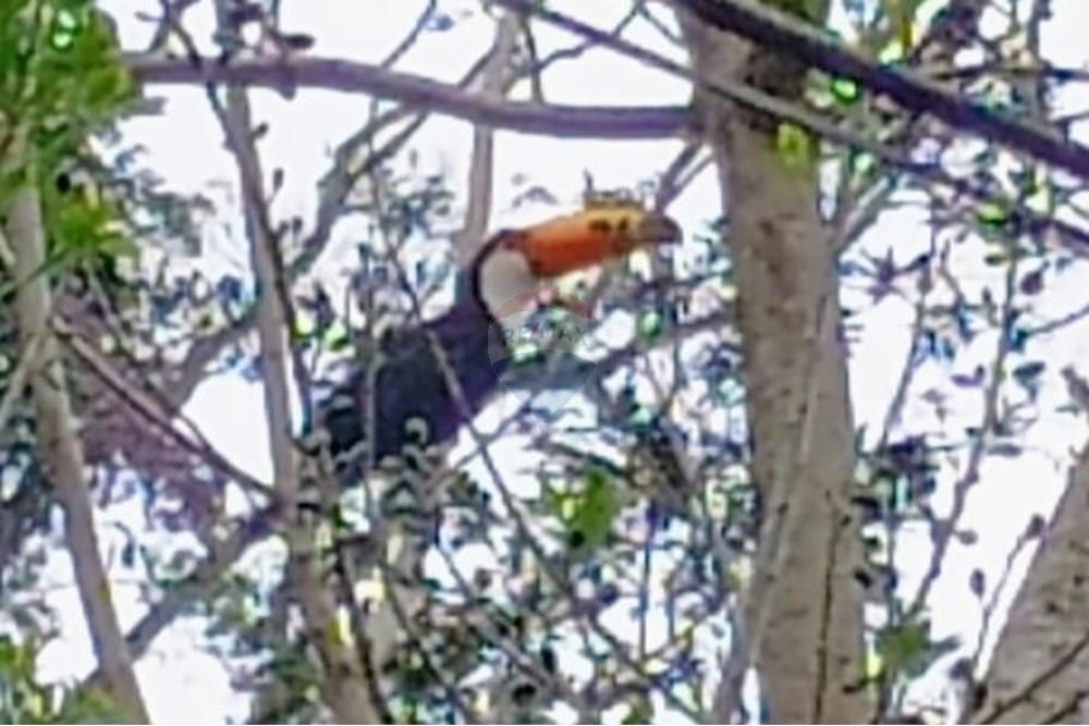 Chácara / Sítio / Fazenda - Venda - Engenheiro Paulo de Frontin , Rio de Janeiro - WhatsApp Image 2025-11-07 at 15.58.24b.jpeg - 631411001-103