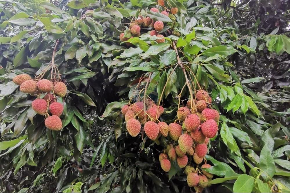 Terreno - Venda - Salto de Pirapora , São Paulo - Imagem do WhatsApp de 2024-12-20 à(s) 16.33.42_e87232ba.jpg - 631181026-59