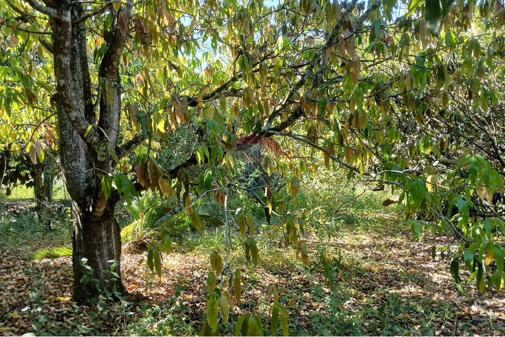 Terreno - Venda - Salto de Pirapora , São Paulo - 20250306_152137.jpg - 631181028-68