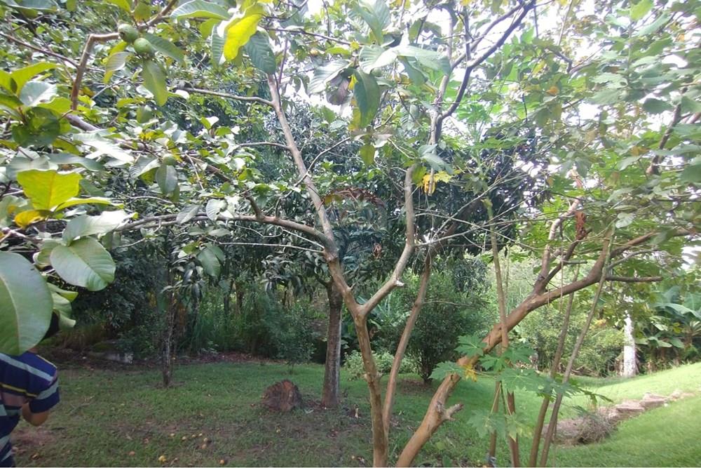 Casa - Venda - São José dos Campos , São Paulo - quintal 2.jpeg - 631431013-53