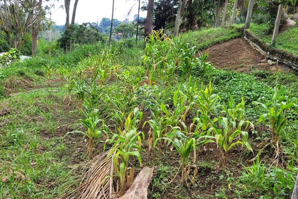 Terreno - Venda - Teresópolis , Rio de Janeiro - WhatsApp Image 2026-03-11 at 07.51.22 (3).jpeg - 630191030-40