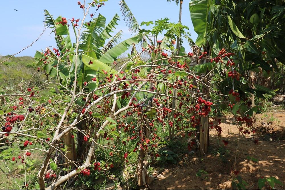 Terreno - Venda - Armação dos Búzios , Rio de Janeiro - IMG_3603.JPG - 630391002-125