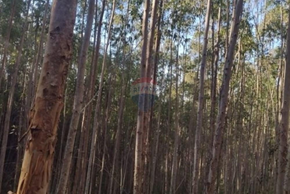 Chácara / Sítio / Fazenda - Venda - Ribeirão Branco , São Paulo - WhatsApp Image 2025-07-24 at 12.37.44 (1).jpeg - 630541038-45