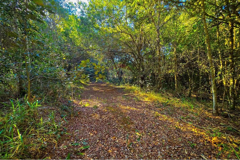 Chácara / Sítio / Fazenda - Venda - Pardinho , São Paulo - 35-20250730_152600.jpg - 630481103-147