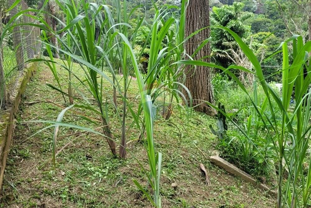 Terreno - Venda - Teresópolis , Rio de Janeiro - WhatsApp Image 2026-03-11 at 07.51.25 (3).jpeg - 630191030-40