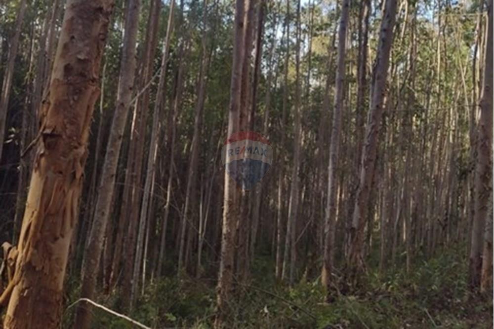 Chácara / Sítio / Fazenda - Venda - Ribeirão Branco , São Paulo - WhatsApp Image 2025-07-24 at 12.37.44 (1).jpeg - 630541038-45