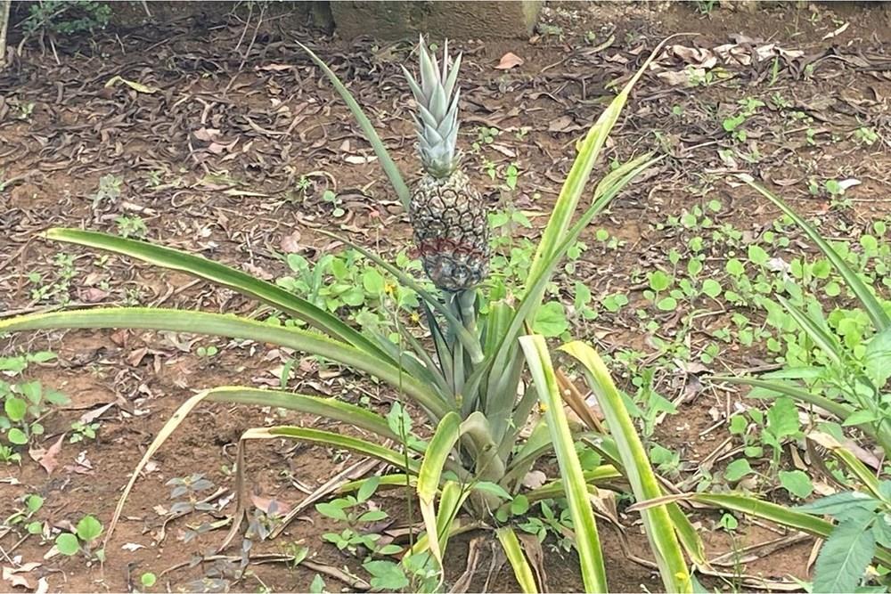 Chácara / Sítio / Fazenda - Venda - Salto de Pirapora , São Paulo - WhatsApp Image 2026-02-10 at 14.42.37 (24).jpeg - 631181052-222