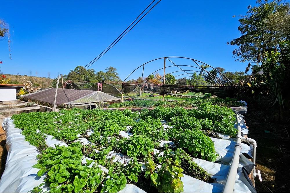 Fazenda - Venda - Botucatu , São Paulo - IMG-20250717-WA0055.jpg - 630111096-7