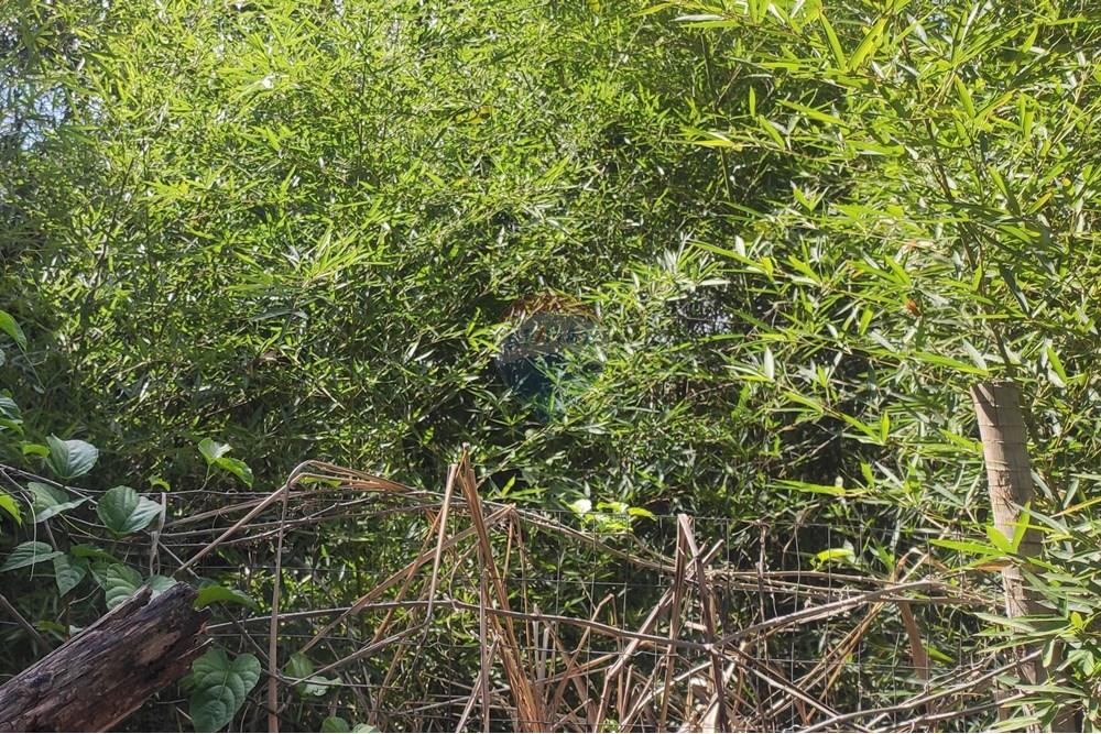 Terreno - Venda - Paraíba do Sul , Rio de Janeiro - IMG_20251106_135924.jpg - 631411001-102